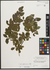 Foto von Salix waldsteiniana Willd.